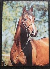 Pferdepostkarte, AK Pferde, Pferdepostkarten Symposion Escher Vollblut Araber 