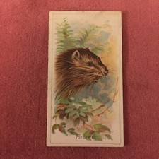 ALLEN & GINTER WILD ANIMALS OF THE WORLD 1889 - PORCUPINE