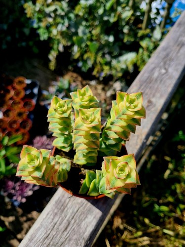 Crassula Pagoda - variegated pink and yellow succulent plant in pot - Picture 2 of 3