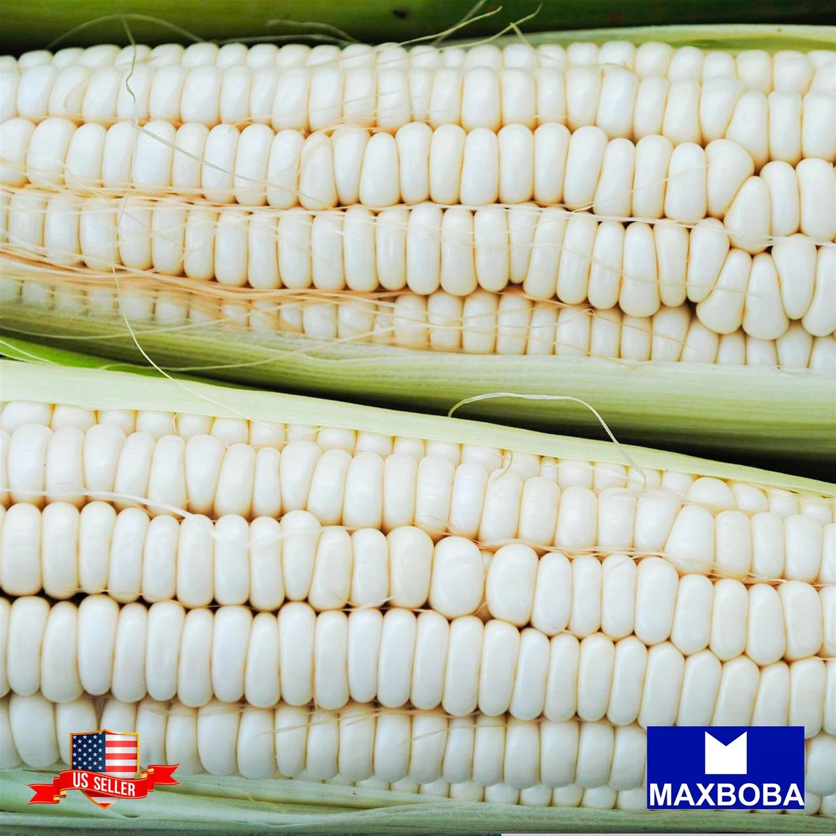 Premium Fresh 192 Seeds Corn Truckers Favorite White Non-GMO Heirloom  Vegetable | eBay