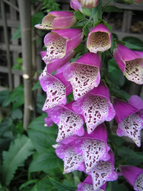 Fantastic Foxglove Mix (digitalis) 1000 plus Flower Seeds - Image 3 of 4