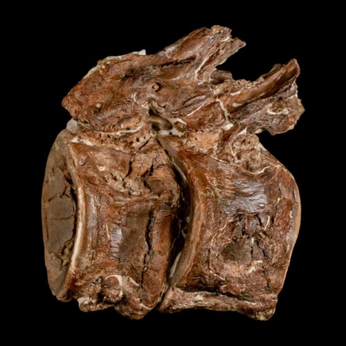 2,8 Zoll Ichthyodectes Fisch fossile Wirbel späte Kreidezeit Niobrara-Formation - Bild 4 von 10