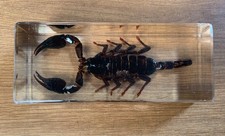 Real Scorpion  in Clear Acrylic Resin Block