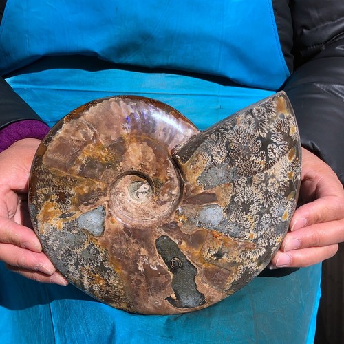 8.07LB 2pc Natural Horn Screw Fossil Ammonite Conch Crystal Specimen Healing - Picture 16 of 16