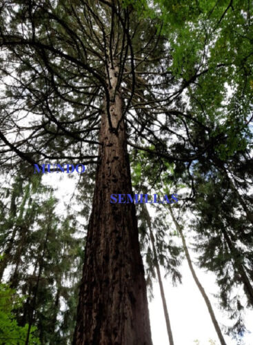 10 Graines De Sequoia Gigante- Sempervirens - Arbre Plus Hauteur Du Mundo - Photo 1/1