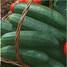 Bush Crop Cucumbers Seeds (20+ Seeds) | Non GMO | Vegetable Fruit Herb Flower Se