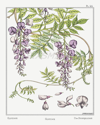Wisteria VTG Botanical Illustration Fine Art Giclee High Res 8x10 Print
