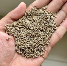 Cumin Seeds – 100% Natural & Pure | Premium Quality Spice for Digestion & Flavor