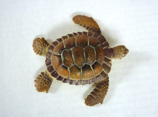 Vintage AAA Sea Turtle 4" Toy Figure Brown PVC Wildlife Nature Animal