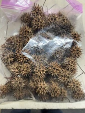 100 +Count! SWEET GUM TREE Spikey Balls