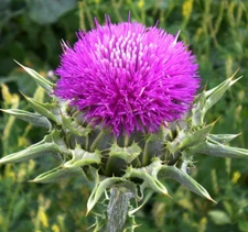 MILK THISTLE SEEDS 50+ herb FLOWER garden BIENNIAL Silybum Marianum Free Ship