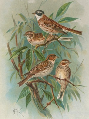 Sparrows Birds Animal Portrait 18 x 24 in Rolled Canvas Print Vintage Painting