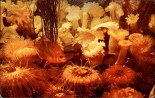 Sea Anemones Portland Oregon vintage postcard q135