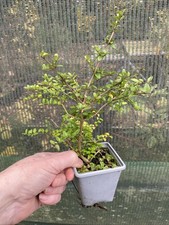 3 x Lonicera nitida green plants hedging evergreen hardy shrubs in P7  pots