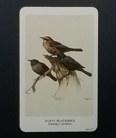 General Cigar Company Trading Card - No. 11 Rusty Blackbird - Card 1