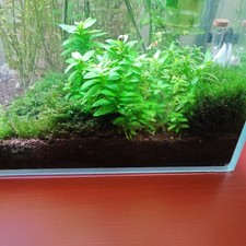 Christmas Moss Vesicularia Montagnei Aquarium Plants Moss - NYC Only