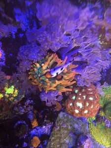 RARE!!! Reef Atlas Atlanta Starfire Bubble Tip Anemone Live Coral Free