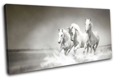 White Horses Herd Galloping Modern Animals SINGLE Leinwand Kunst Bild drucken