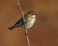 Yellow-Rumped Warbler by Joseph Fisher Fine Art Print Wildlife Bird Nature 22x27