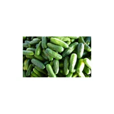 Cucumber Calypso F1 Hybrid Garden Vegetable Seeds by Seed Kingdom 1/4 LB Seeds