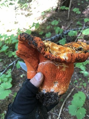 Lobster Mushrooms 16oz Dried Premium - Grade AA