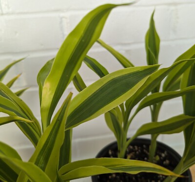 imperata cylindrica rubra japanese blood grass Japanese Blood Grass（Imperata cylindrical ' Rubra ' ） for Sale