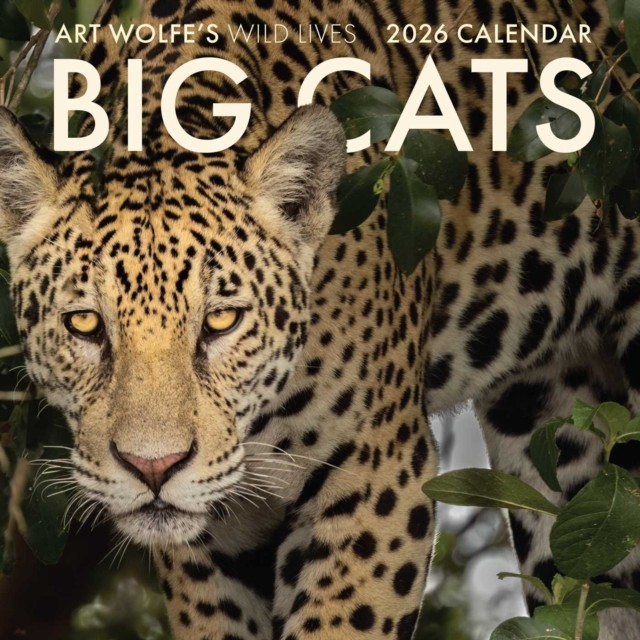 Edition Seidel Premium kalender 2026, dieren in het bos, A4