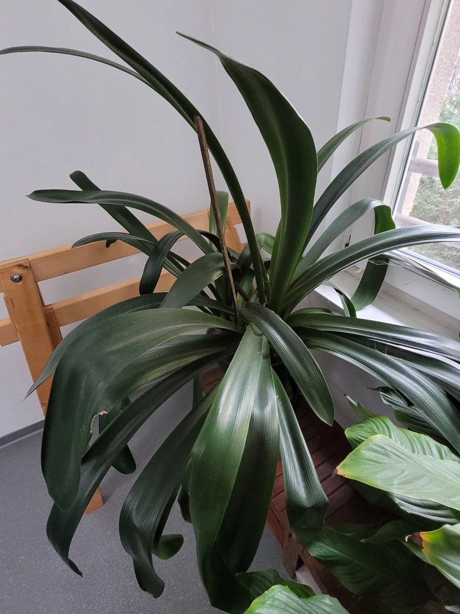 Immergrne Pflanzen, Bume & Strucher Clivia Zimmerpflanzen online kaufen  | eBay.de