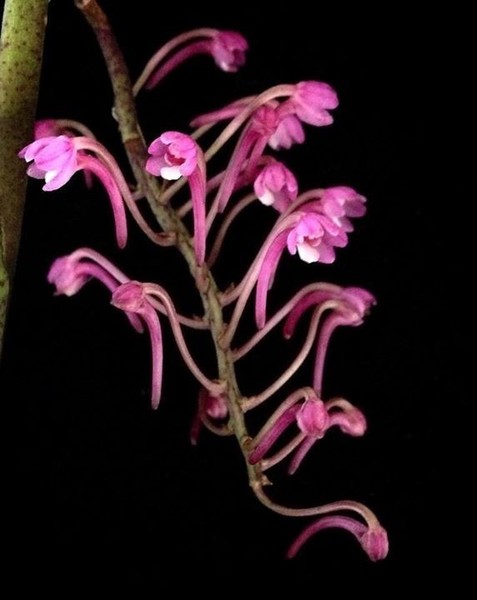 Holcoglossum himalaicum Orchid species Blooming size Very rare!