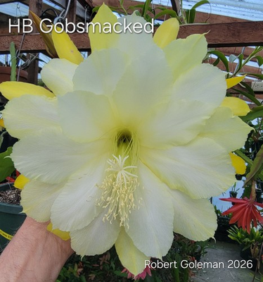 #ad Epiphyllum #x27;HB Gobsmacked#x27; Unrooted Cutting Rare Orchid Cactus Exclusive $35.00