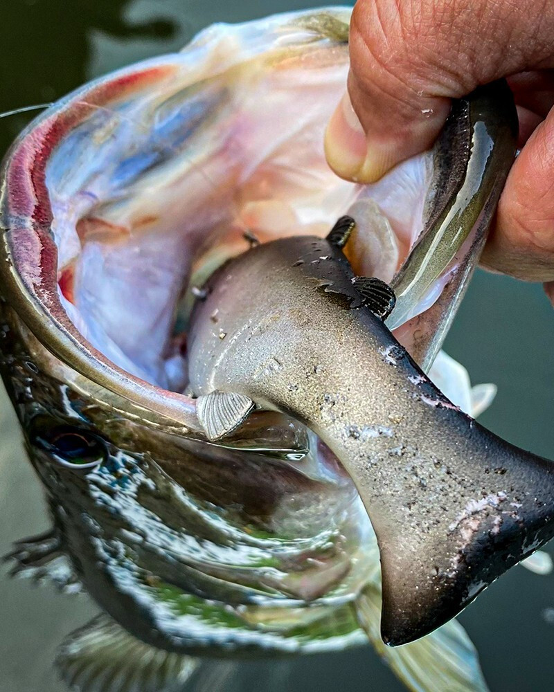 JACKALL VIVIDUS Rainbow Trout Color 1.8oz Swimbait Floating 2025 NEW Item - Image 4