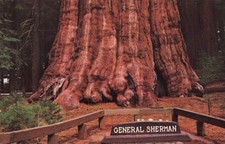 Postcard General Sherman Tree Oldest Known California