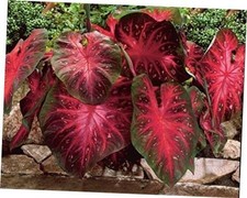 Caladium Red Flash, 10 Bulbs Thrives in Heat and Humidity, Elephant Ears