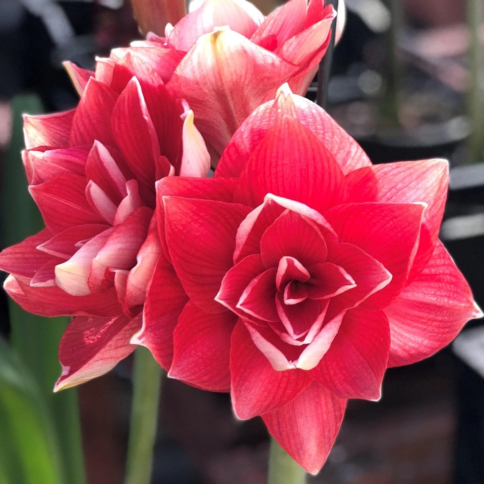 Easy to Grow Amaryllis Double Dream Plant Bulb Indoor Holiday Outdoor Zones 9-11 - Image 3 of 4