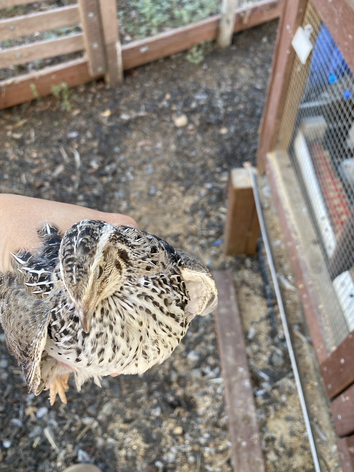Quails, Various Jumbo Coturnix Quail Hatching Eggs (24 Eggs Ship W/FOAM