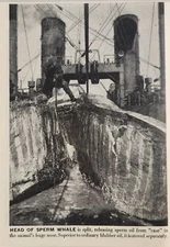 1946 Magazine Photo Antarctica Head of Sperm Whale Split Releasing Sperm Oil
