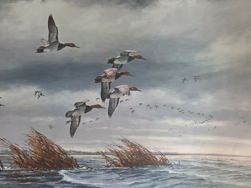 David Maass"CANVASBACKS" S/N LE Crossroads of Spirt 1966 28.5" X 20" - Picture 5 of 10