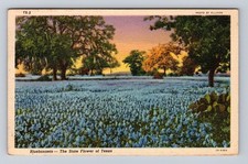 TX-Texas, Bluebonnets State Flower, Antique, Vintage c1945 Souvenir Postcard