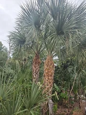 SABAL PALMETTO  Cabbage Palm 50 Tree Seeds Florida Native Grown Palms