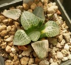 Haworthia Comtoniana Suisho Variegata🌵🌵