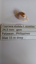 Cypraea  stolida f. aureliae  24,5 mm  gem
