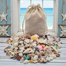 600+ Colorful Mini Seashells Assorted Unique Styles Beach Shell DIY Crafts BULK