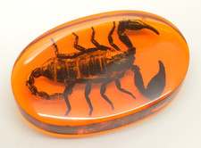 Amber Acrylic Resin Encased Scorpion Flat Paperweight Black Insect