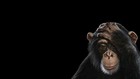 Playmat Desk Mat Anime chimpanzees animals black mammals Play 24x14in