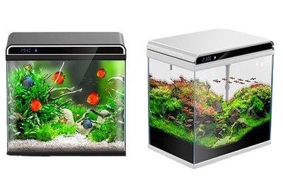 nano tropical fish