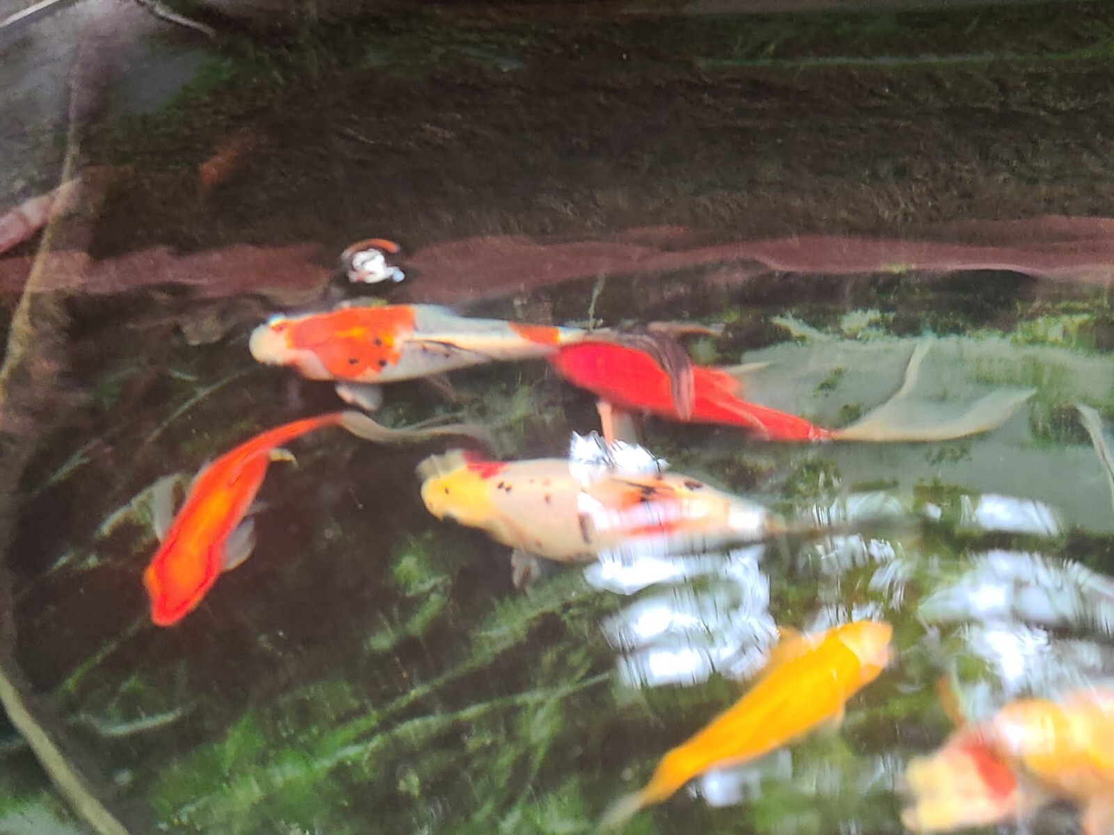 fish ponds for sale eBay
