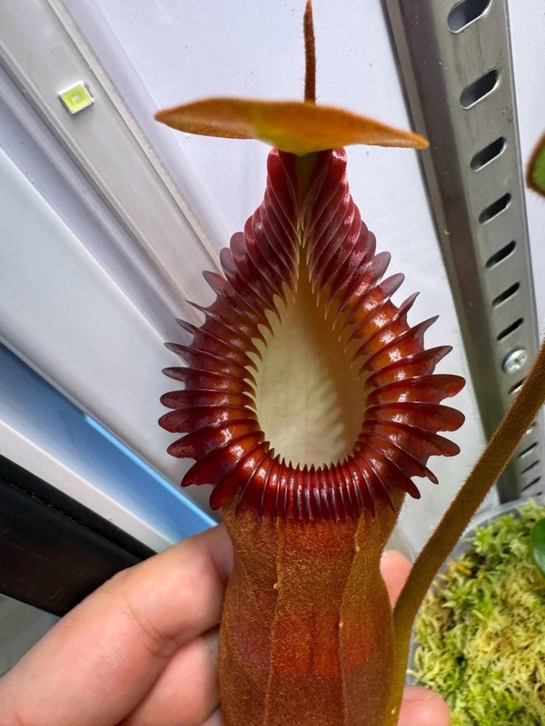 25-Year-Old SEED GROWN Nepenthes harryana 50cm Specimen Kinabalu Form Toothy XL