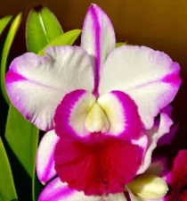 Lc. Robert Strait 'Islander Delight' Cattleya Orchid Plant Blooming Size 4” ~~