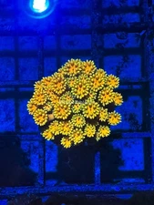 CE- WYSIWYG  Sunshine Blast Rainbow Goni Frag - Live Coral LPS SPS #RZC11