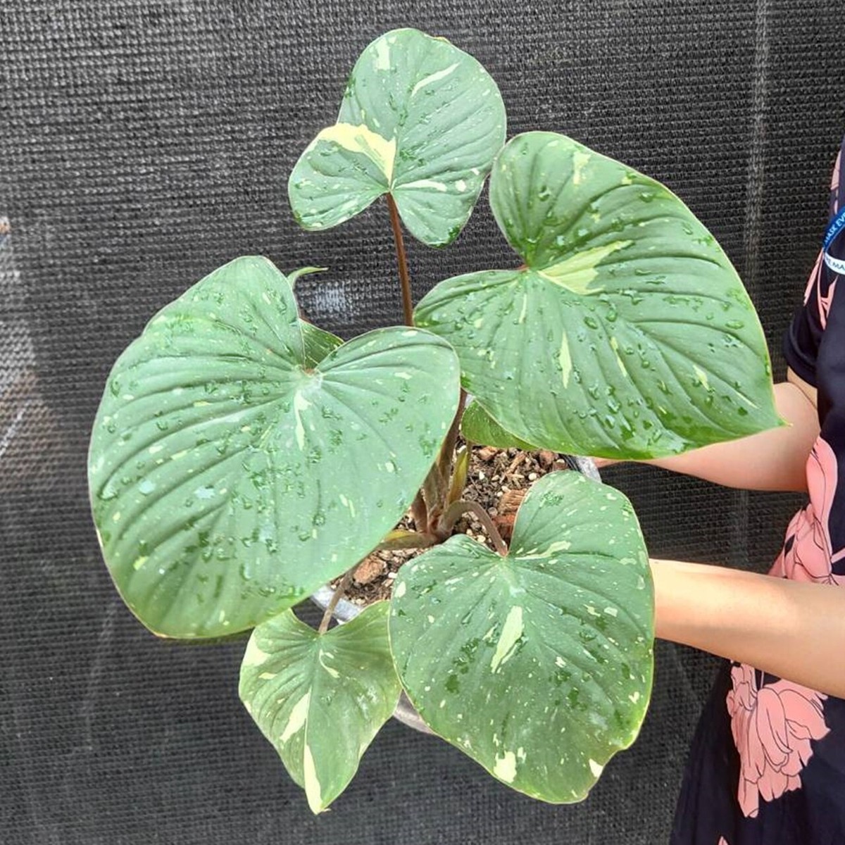 f*.様 0*0様 Homalomena rubescens❤︎pink'var Buy Homalomena Rubescens Pink Variegated | Thailand Export